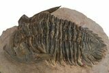 Beautiful Metacanthina Trilobite - Lghaft, Morocco #310617-2